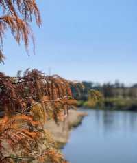 河源白鷺島公園適合遛娃，落羽杉太美了