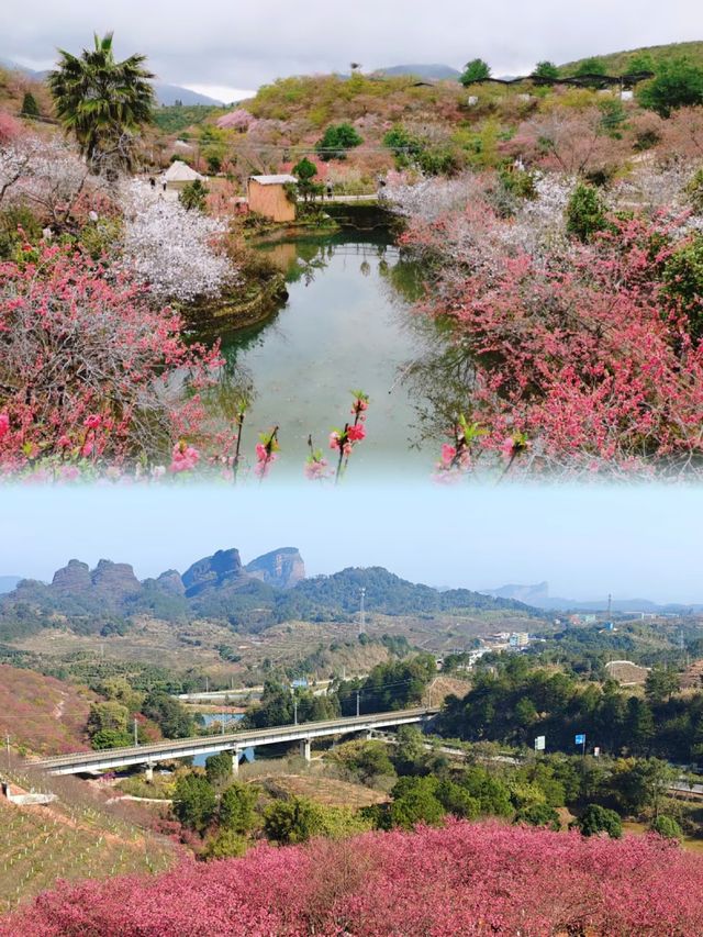 廣東韶關櫻花峪刺激了我的眼睛
