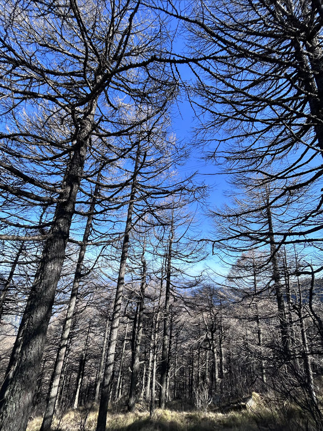 太白山國家森林公園！絕美