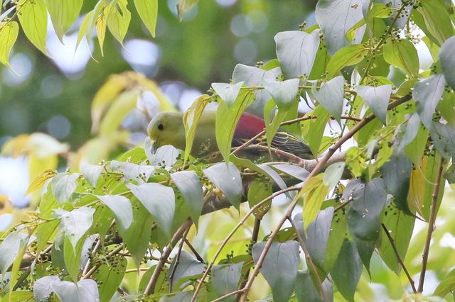 Common Animals in the Royal Botanical Gardens of Kandy