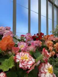 Discover Auckland's Domain Wintergardens: A Free Floral Escape