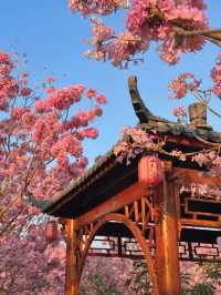 江門綠美生態園：實拍最美紫花風鈴木