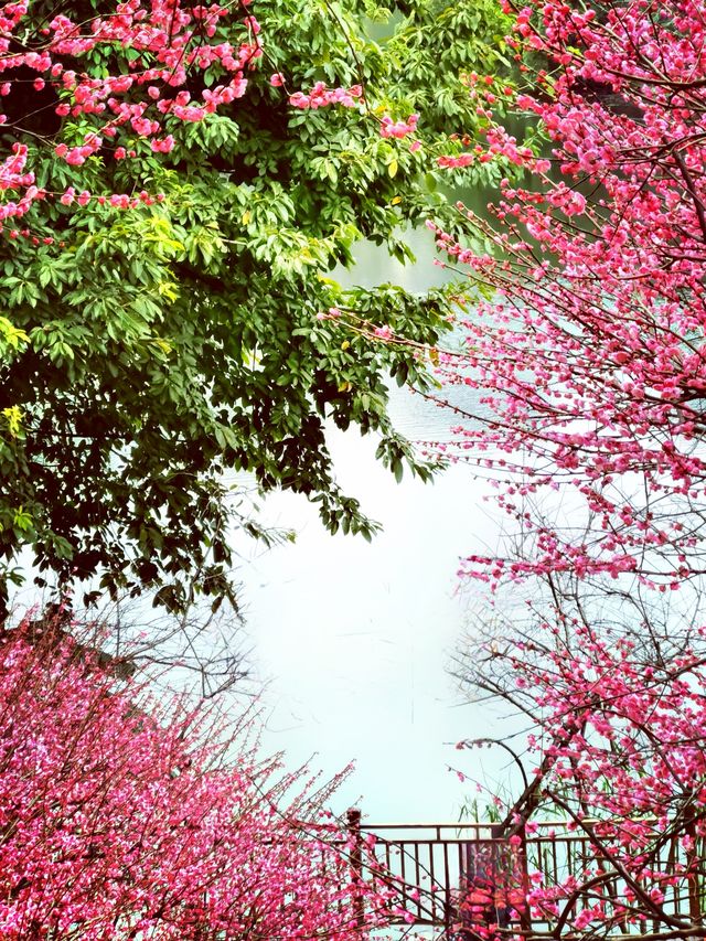 重慶踏青賞梅之彩雲湖