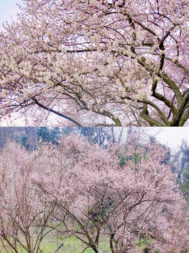 成都周边｜春日赏花徒步路线