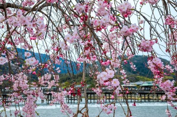 春の嵐山・渡月橋での桜体験