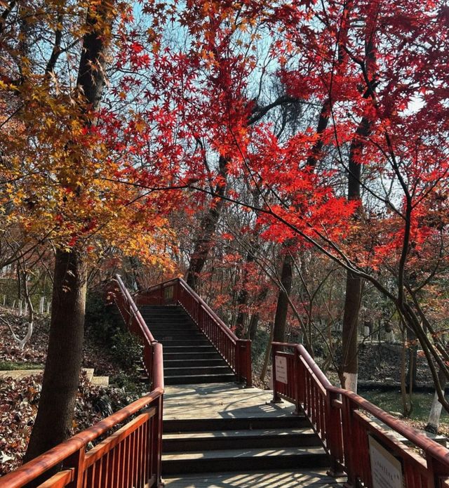【救命！姐妹們！】棲霞山，這麼美的地方為什麼現在才說！