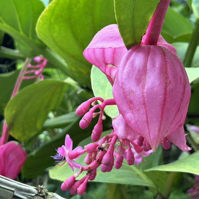 不在泰國！在東莞植物園