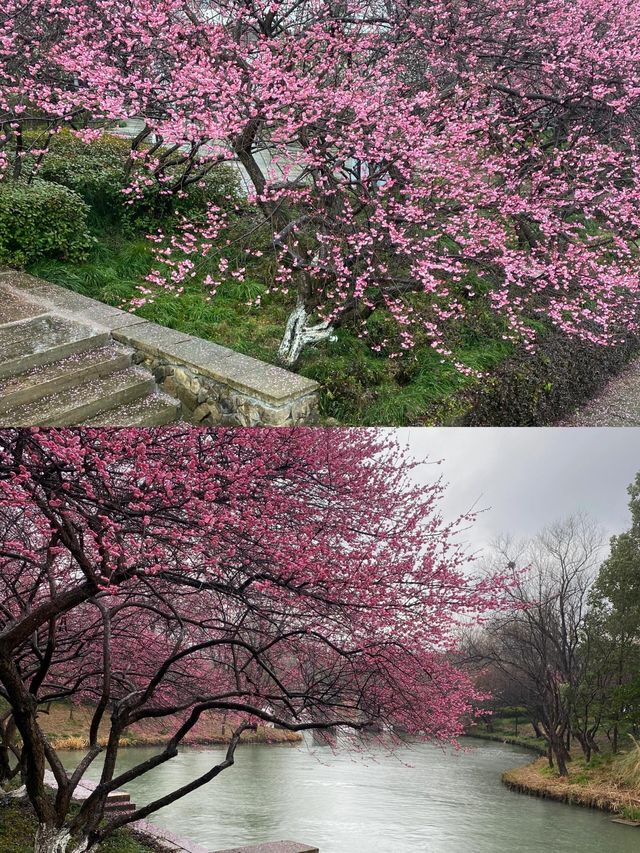 西溪濕地洪園梅花實拍現況，盛開美景