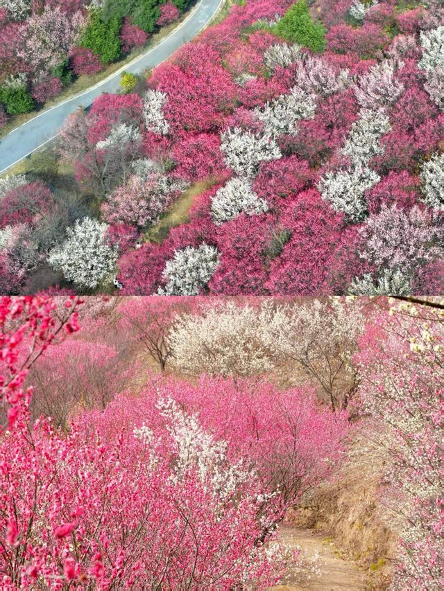 武漢竟然藏著絕美「梅花山」，沒人宣傳真可惜！
