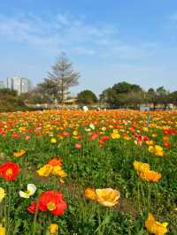 地鐵直達｜佛山賞花一日遊攻略