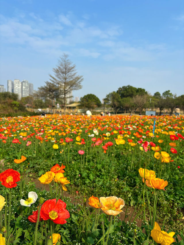 地鐵直達｜佛山賞花一日遊攻略