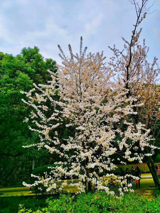 望月公園賞櫻花