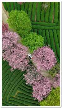 福建龍巖永福櫻花 | 夢幻仙境拍照全攻略