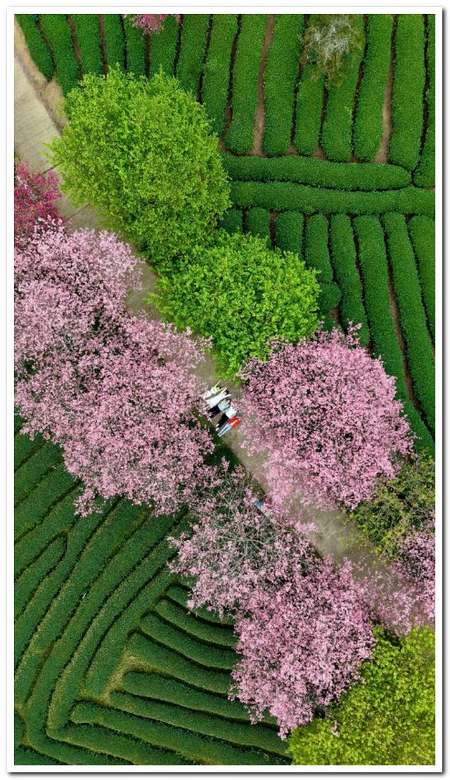 福建龍巖永福櫻花 | 夢幻仙境拍照全攻略