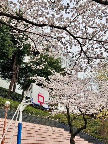 釜山櫻花🌸 根本拍不完,美到超現實!