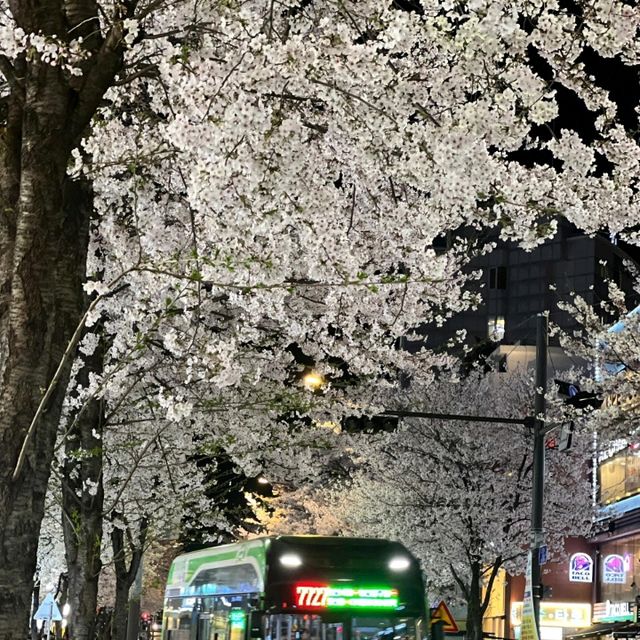 首爾櫻花，晝夜皆美🌸
