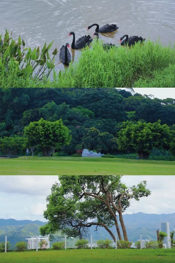 深圳有自己的阿勒泰！——恩上濕地公園