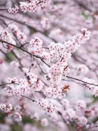 貴陽最美地鐵站🌸 紫葉李悄悄綻放啦