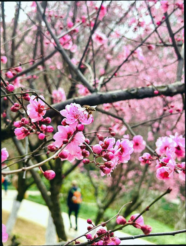 成都植物園｜賞花遛娃露營好去處