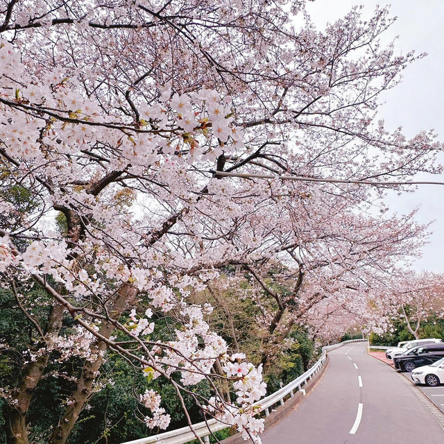 🌸在福岡愛宕神社，邂逅一整山的浪漫