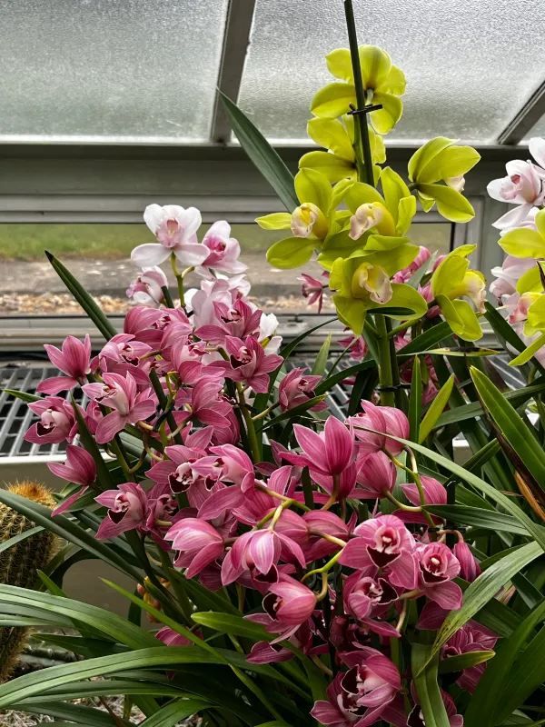 London Exhibition: Kew Gardens Orchid Festival
