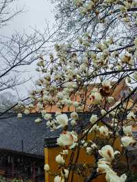 春日嘅淨慈寺