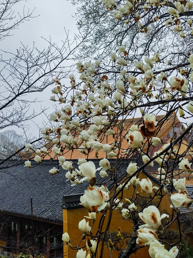 春日嘅淨慈寺