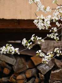 金川3.18實拍預測這裡即將成為春日旅行天花板