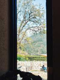 春天就要上春山，一起去武夷山品茗