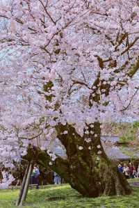 Kyoto and Nara: 4-Day Cherry Blossom Guide 🌸 Detailed Cherry Blossom and Deer Feeding Plan