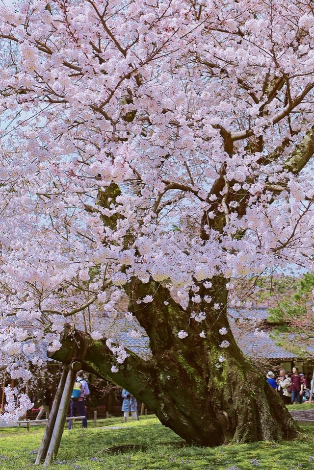 Kyoto and Nara: 4-Day Cherry Blossom Guide 🌸 Detailed Cherry Blossom and Deer Feeding Plan