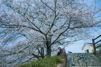 Discover the Hidden Cherry Blossom Gem of Saho River in Nara