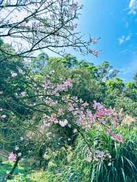 台北——天元宮賞櫻！