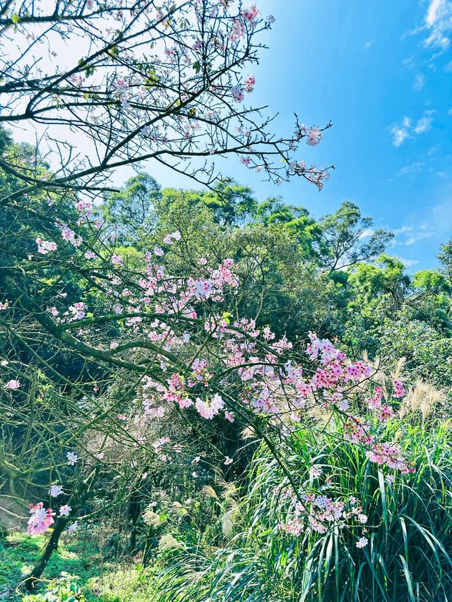 台北——天元宮賞櫻！