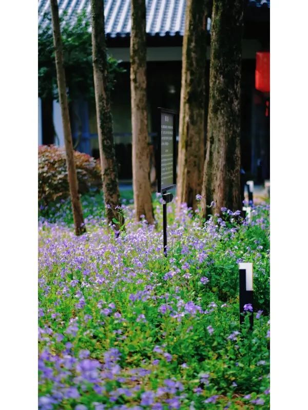 Exploring Hangzhou: A Serene Walk Through Maojiabu