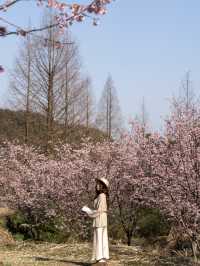 安吉櫻花季必去！小眾賞花攻略快收好～