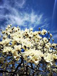 Ancient city wall blossom 
