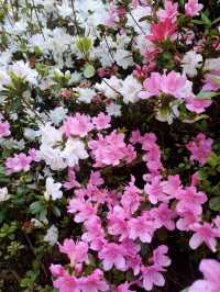 北京賞杜鵑花 春日限定浪漫全攻略