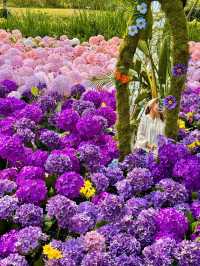 🌸珠海限定！城市客廳繡球花海來襲  