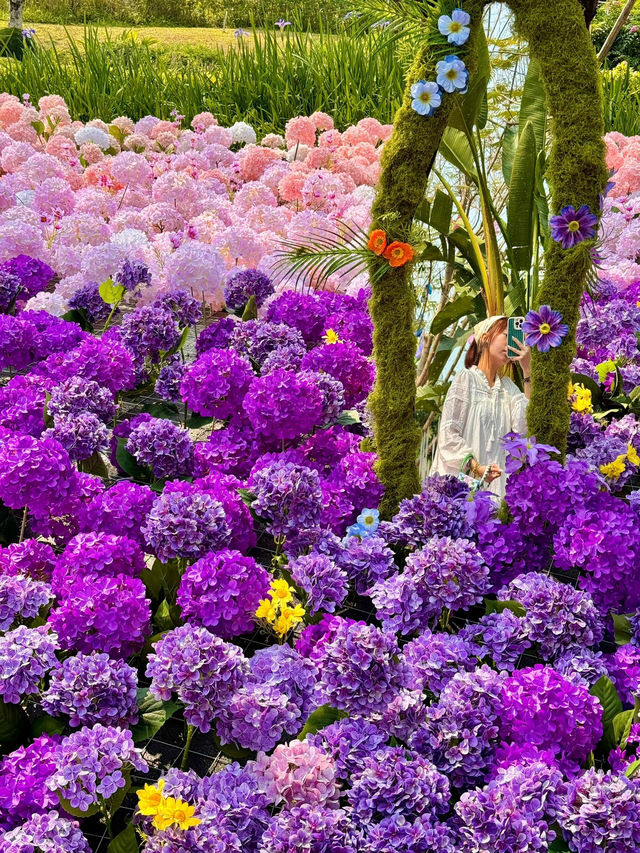 🌸珠海限定！城市客廳繡球花海來襲  