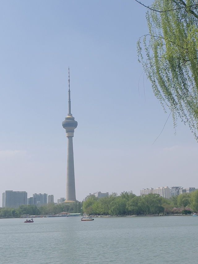 Cherry blossoms at Yuyuan Park Beijing