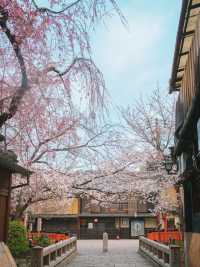 🚶‍♂️🌸不走回頭路的祇園賞櫻路線