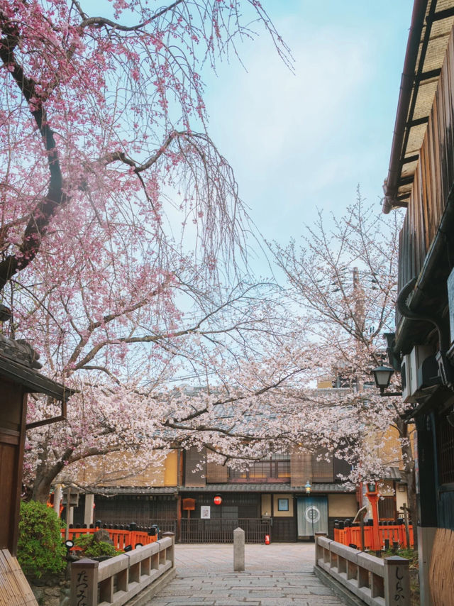 🚶‍♂️🌸不走回頭路的祇園賞櫻路線