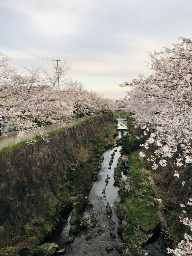 花見名古屋：千年古城的櫻花物語