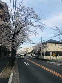 花見名古屋：千年古城的櫻花物語