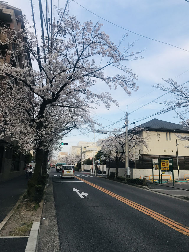花見名古屋：千年古城的櫻花物語