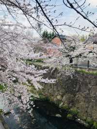 花見名古屋：千年古城的櫻花物語
