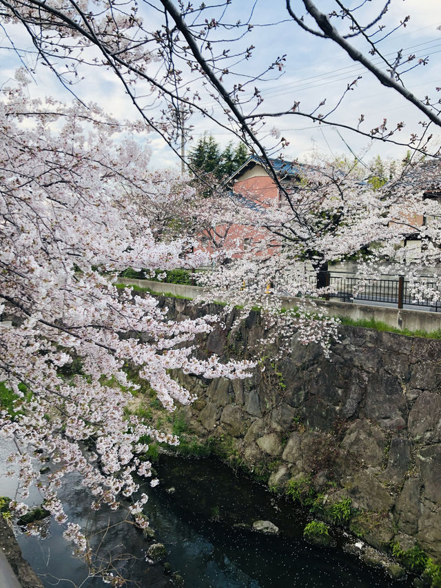 花見名古屋：千年古城的櫻花物語
