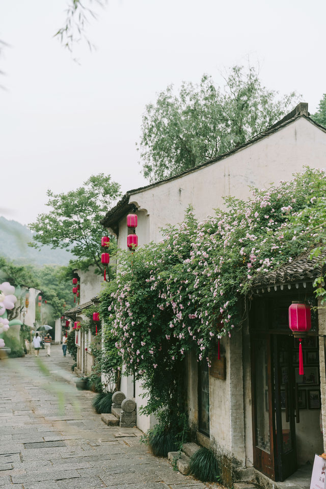 蔷薇花開，江南的浪漫暴擊~