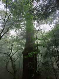 逃離城市•低能量旅行天目山度假攻略